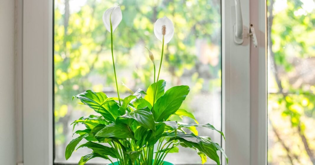 0_spathiphyllum-flower-with-white-flowers-in-bloom-on-a-windowsill-with-bright-light-from-the-window