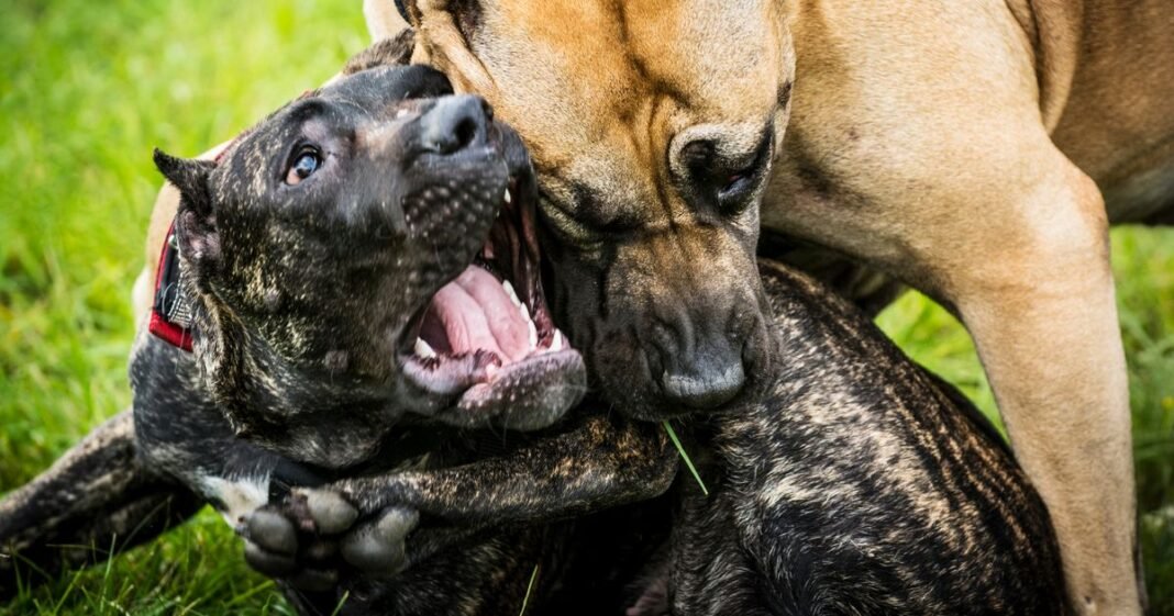 0_two-aggressive-dogs-pitbulls-are-fighting