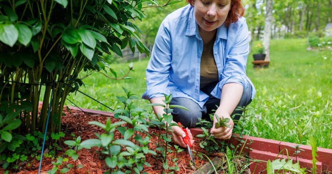 0_weeding-raised-bed-garden-middle-aged-redhead-harvesting-fresh-mint-in-rural-setting