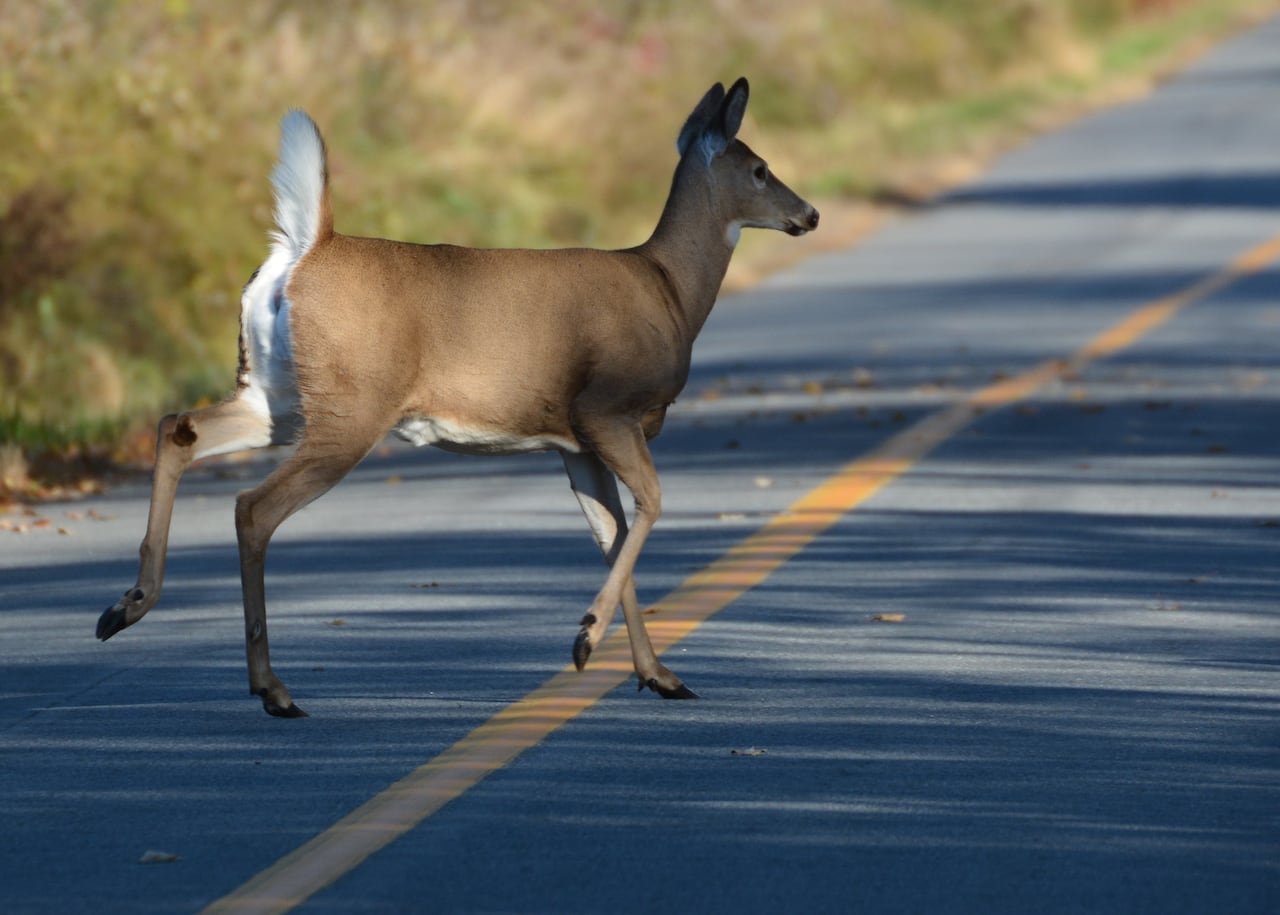 A deer crossing a road on a sunny day.